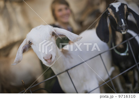 A woman in a stable on an organic farm. White and black goats. A woman in a stable on an organic farm. White and black goats. 9716310