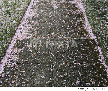 Pink fallen cherry blossom petals blown across the pedestrian sidewalk in Seattle in spring. 9716347