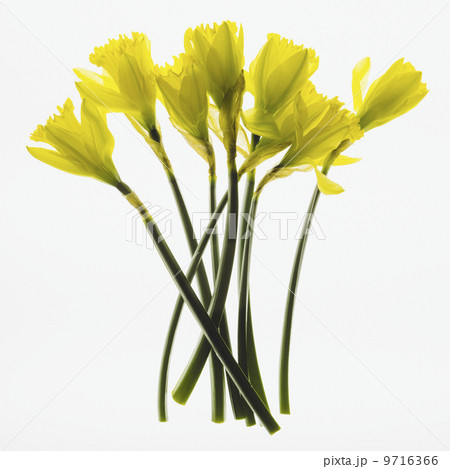 Yellow Daffodil flowers on a white background. 9716366