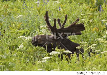 An adult moose. Alces alces. Grazing in the long grass in the Albion basin, of the Wasatch mountains, in Utah. An adult moose. Alces alces. Grazing in the long grass in the Albion basin, of the Wasatch mountains, in Utah. 9716492