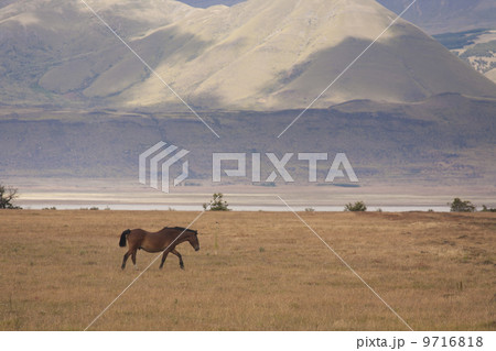 A hose on the open plain in Los Glaciares national park in Argentina A hose on the open plain in Los Glaciares national park in Argentina 9716818