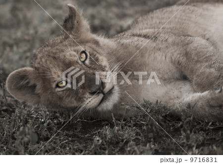 Lion cub lying on the ground in the Serengeti National Park, Tanzania Lion cub lying on the ground in the Serengeti National Park, Tanzania 9716831