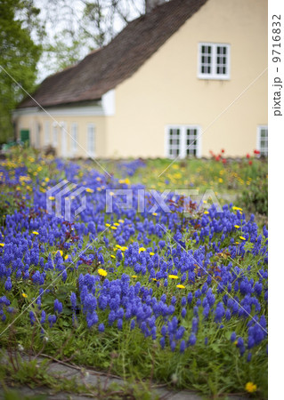 An old house with a pale pink painted exterior wall. Garden plants and flowers. Bright blue miscanthus flowering bulbs. 9716832