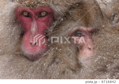 Japanese macaques, Honshu Island, Japan 9716842