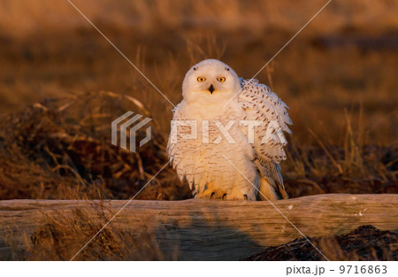 Snowy owl, George C. Reifel Bird Sanctuary, British Columbia, Canada 9716863