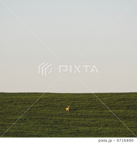 A startled white tail deer in a field of lush, green wheat crop growing near Pullman, in Washington state. A startled white tail deer in a field of lush, green wheat crop growing near Pullman, in Washington state. 9716890