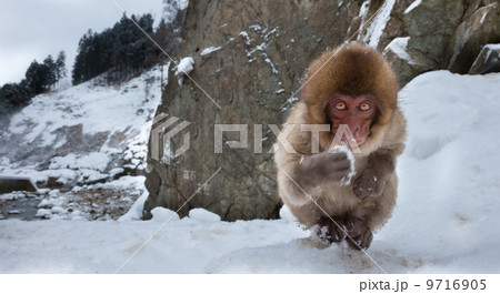 Japanese macaque, Honshu Island, Japan Japanese macaque, Honshu Island, Japan 9716905