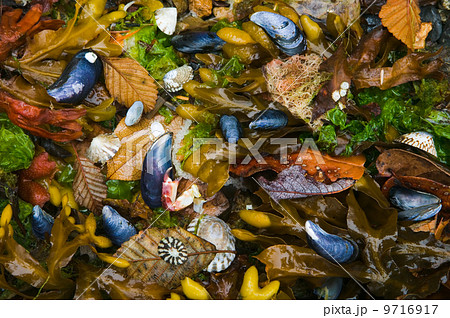 Mussels, seaweed and kelp alder leaves, San Juan Islands, Washington, USA. Mussels, seaweed and kelp alder leaves, San Juan Islands, Washington, USA. 9716917