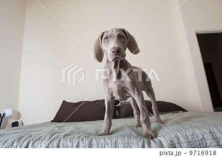 A Weimaraner puppy dog standing on a bed. A Weimaraner puppy dog standing on a bed. 9716918