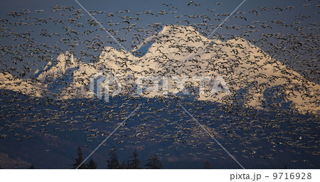Flock of snow geese in flight with Mt. Baker behind, Skagit Valley, Washington, USA 9716928