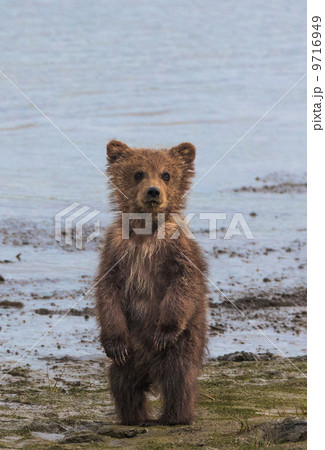 Brown bear cub, Lake Clark National Park, Alaska, USA Brown bear cub, Lake Clark National Park, Alaska, USA 9716949