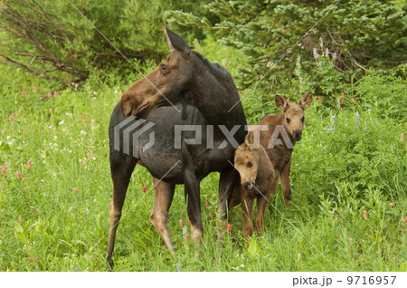 An adult female moose with two calves. Alces alces, in the Albion basin, of the Wasatch mountains, in Utah. An adult female moose with two calves. Alces alces, in the Albion basin, of the Wasatch mountains, in Utah. 9716957