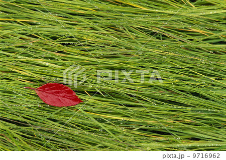 A vivid red leaf lying on the wet grass. Autumn. 9716962