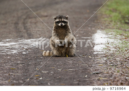 A small raccoon sitting in the road in San Juan Island, Washington 9716964