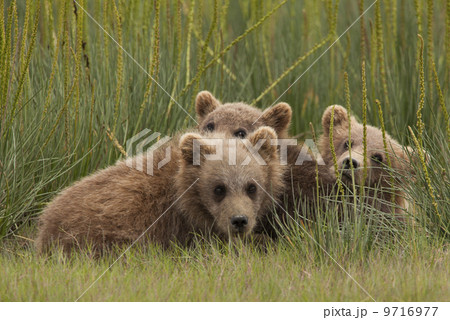 Brown bear cubs, Lake Clark National Park, Alaska, USA Brown bear cubs, Lake Clark National Park, Alaska, USA 9716977