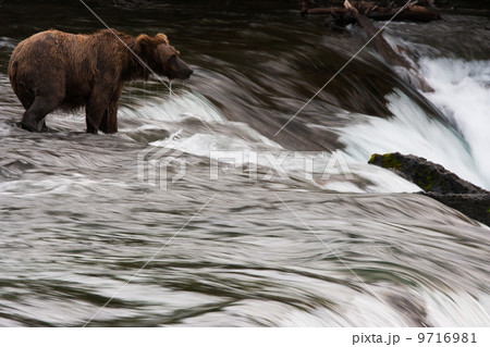 Brown bear, Katmai National Park, Alaska, USA 9716981