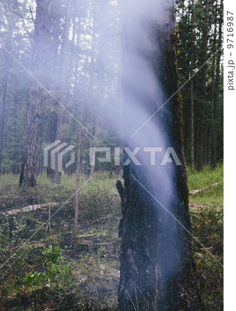 A controlled forest burn, a deliberate fire set to create a healthier and more sustainable forest ecosystem. The prescribed burn of forest creates the right condition for regrowth. 9716987