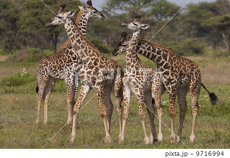 A small group of masai giraffe, Serengeti National Park, Tanzania A small group of masai giraffe, Serengeti National Park, Tanzania 9716994