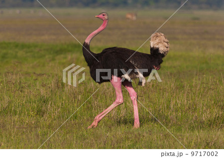 An ostrich in the Ngorongoro Conservation Area, Tanzania An ostrich in the Ngorongoro Conservation Area, Tanzania 9717002