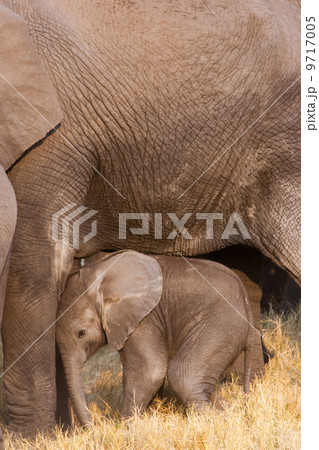 African elephant and calf, Okavango Delta, Botswana 9717005