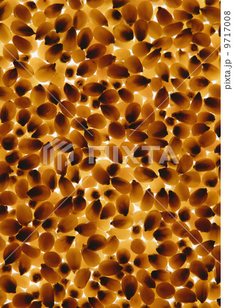 Organic popcorn kernels 9717008