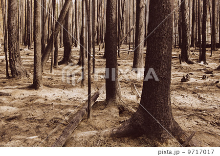 Fire damaged trees and forest (from the 2012 Table Mountain Fire), Okanogan-Wenatchee NF, near Blewett Pass 9717017