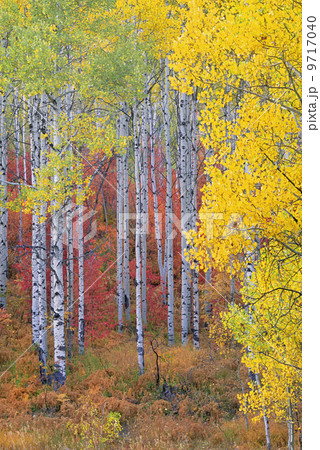 A forest of aspen trees in the Wasatch mountains, with striking yellow and red autumn foliage. A forest of aspen trees in the Wasatch mountains, with striking yellow and red autumn foliage. 9717040
