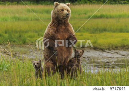 Brown bear sow and cubs, Lake Clark National Park, Alaska, USA Brown bear sow and cubs, Lake Clark National Park, Alaska, USA 9717045
