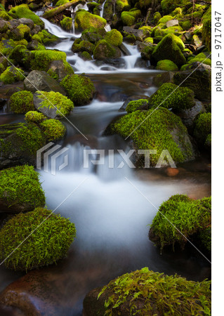 Rainforest stream, Olympic National Park, Washington Rainforest stream, Olympic National Park, Washington 9717047