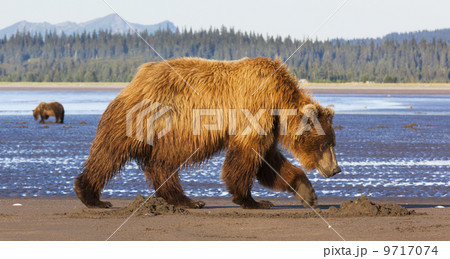 Brown bears, Lake Clark National Park, Alaska, USA 9717074