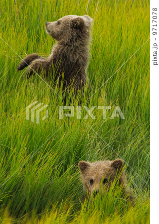 Brown bear cubs, Lake Clark National Park, Alaska, USA 9717078