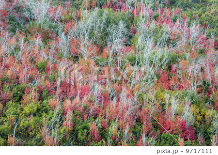 An elevated view over the treetops and the autumn foliage of aspen and maple, and regrowth after burning the forest. An elevated view over the treetops and the autumn foliage of aspen and maple, and regrowth after burning the forest. 9717111