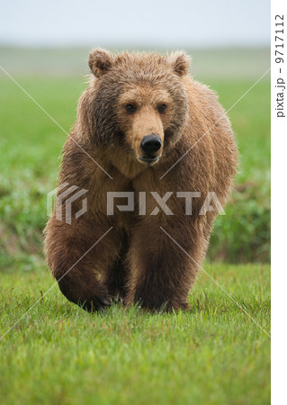 Brown bear, Katmai National Park, Alaska, USA 9717112