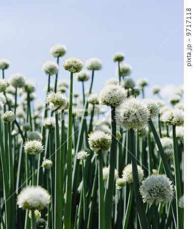 View of large crop of blooming Walla Walla Sweet Onions, near Quincy 9717118