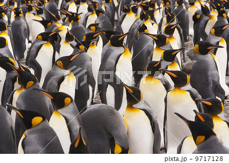 King Penguins, Aptenodytes patagonicus, in a bird colony on South Georgia Island, on the Falkland islands. 9717128