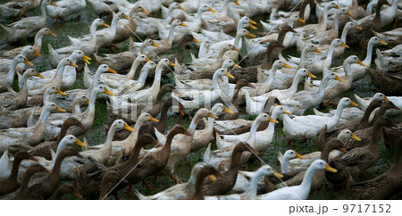 Flock of geese, China 9717152
