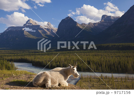 A mountain goat on a small promontory overlooking a river in the Canadian Rockies, Jasper National Park, Alberta, Canada. A mountain goat on a small promontory overlooking a river in the Canadian Rockies, Jasper National Park, Alberta, Canada. 9717156