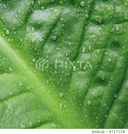 Close up of water drops on lush, green Skunk cabbage leaves (Lysichiton americanus), Hoh Rainforest, Olympic NP Close up of water drops on lush, green Skunk cabbage leaves (Lysichiton americanus), Hoh Rainforest, Olympic NP 9717158