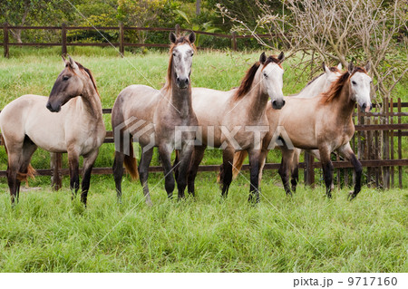 Lusitano horses, Bahia, Brazil Lusitano horses, Bahia, Brazil 9717160