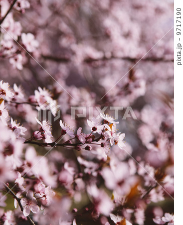 Blooming ornamental plum tree. Pink blossom on the branches. Spring in Seattle 9717190