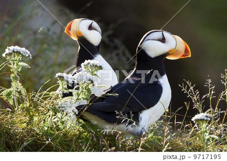 Horned puffins, Lake Clark National Park, Alaska, USA 9717195