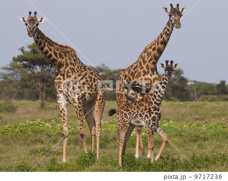 Three masai giraffe in the Serengeti National Park, Tanzania 9717236