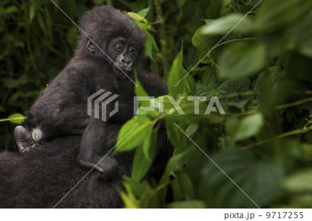 Mountain gorilla juvenile, Volcanoes National Park, Rwanda 9717255