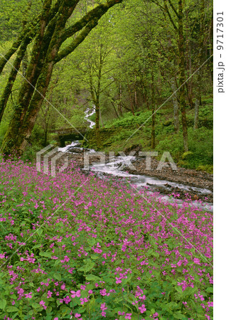 Wahkeena Falls is a waterfall in the Columbia River Gorge in the state of Oregon. Pink spring wild flowers. Wahkeena Falls is a waterfall in the Columbia River Gorge in the state of Oregon. Pink spring wild flowers. 9717301
