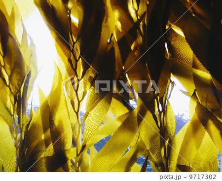 Bull kelp in the water in an enclosure at Monterey Bay Aquarium. View looking up towards the water surface. Bull kelp in the water in an enclosure at Monterey Bay Aquarium. View looking up towards the water surface. 9717302