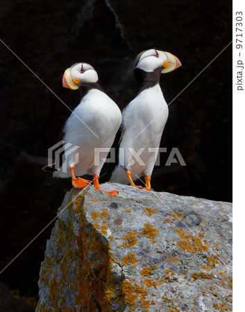 White-chested puffins, Fratercula corniculata, Horned puffins, Lake Clark National Park, Alaska, USA. White-chested puffins, Fratercula corniculata, Horned puffins, Lake Clark National Park, Alaska, USA. 9717303