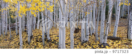 The Dixie national forest with aspen trees in autumn. White bark and yellow foliage on the branches and fallen to the ground. 9717323