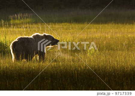 Brown bear, Lake Clark National Park, Alaska, USA 9717339