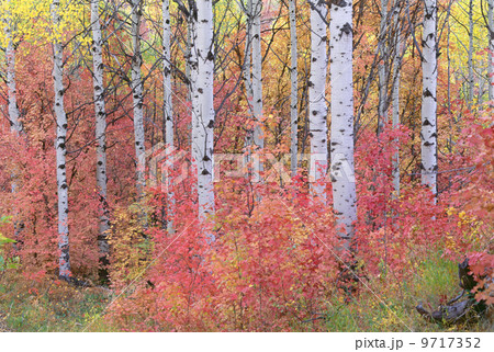 A forest of aspen trees in the Wasatch mountains, with striking yellow and red autumn foliage. 9717352