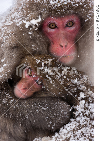 Japanese macaques, Honshu Island, Japan 9717361